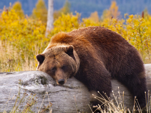 Brown Bear on a Log