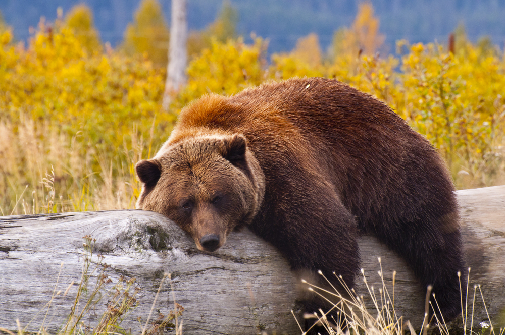 Brown Bear on a Log